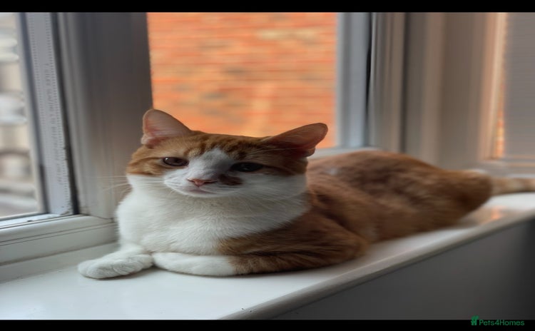 European cats - Advert 1