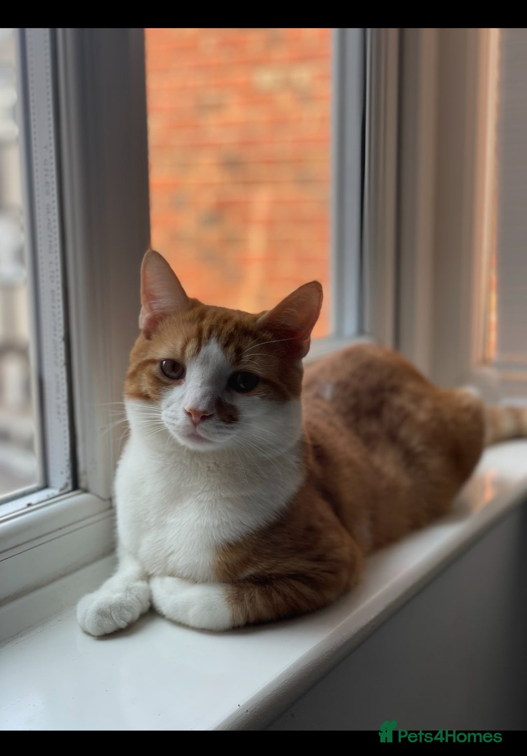 European cats for sale: Mr Ginger - Image 1