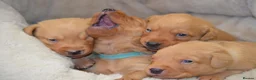 Labrador Retriever dogs for sale: Chunky Fox Red Labrador Puppies  - Advert 11