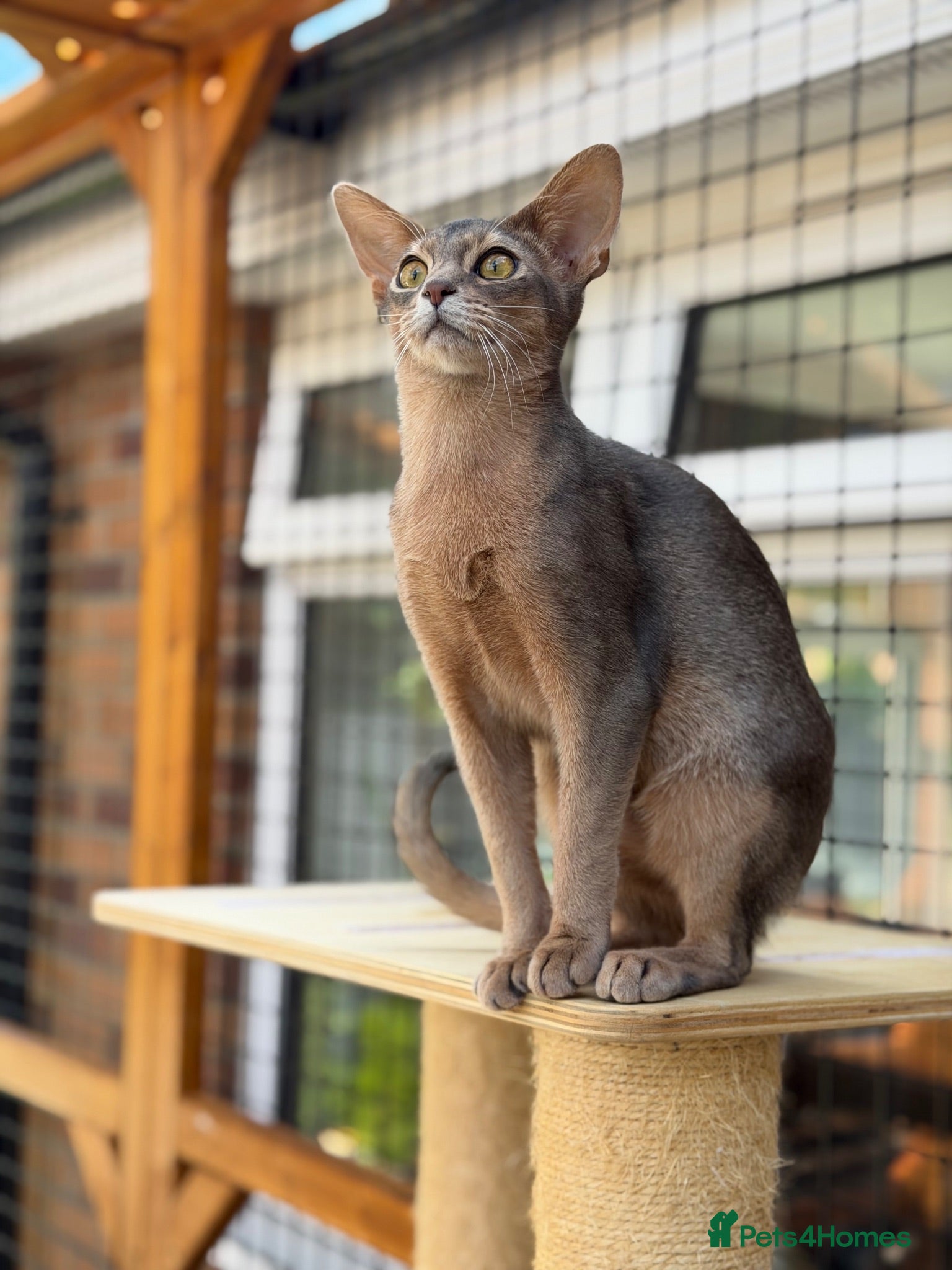 Abyssinian cats Last lovely boy😻 - Advert 15