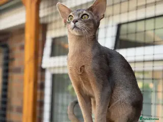Abyssinian cats Last lovely boy😻 - Advert 1