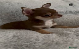 Chihuahua dogs for sale: Beautiful chihuahua pups - Image 15