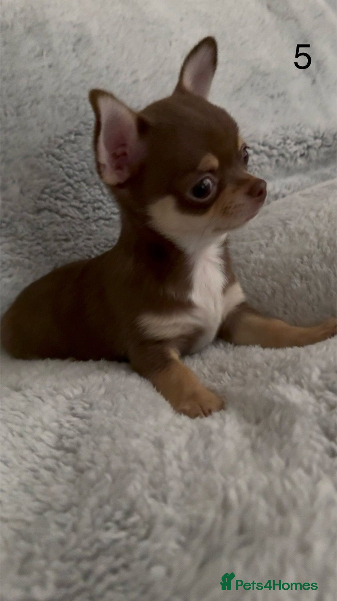 Chihuahua dogs for sale: Beautiful chihuahua pups - Image 15