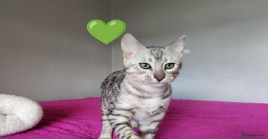 Bengal cats in Saint Helens - Advert 6