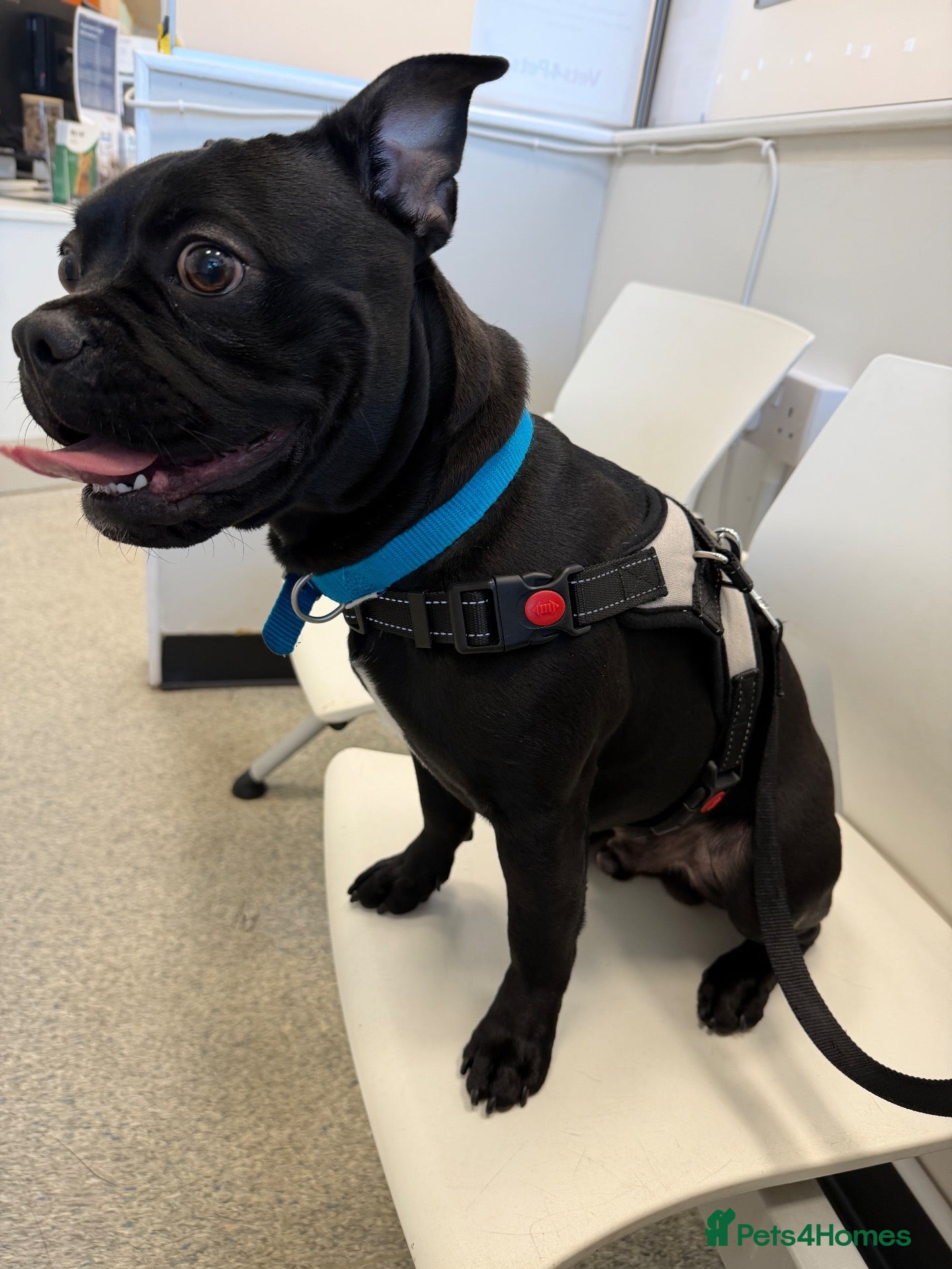 Mixed Breed dogs French Bulldog x Beagle - looking for forever home - Advert 3