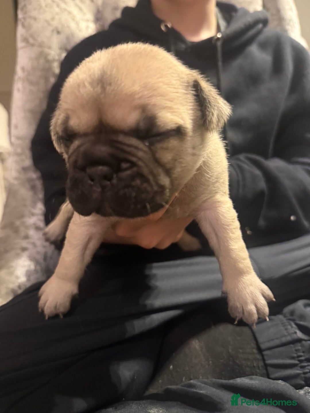 Frug dogs for sale: Frug puppies - Advert 10
