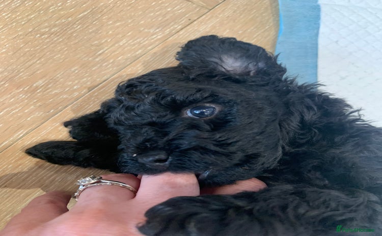 Toy Poodle dogs - Advert 2