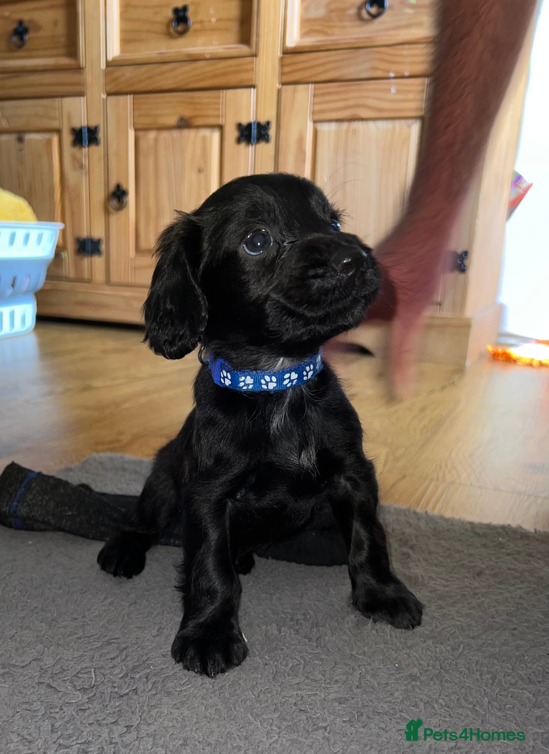 Cocker Spaniel dogs for sale: Working Cocker Spaniel Pups - Image 3