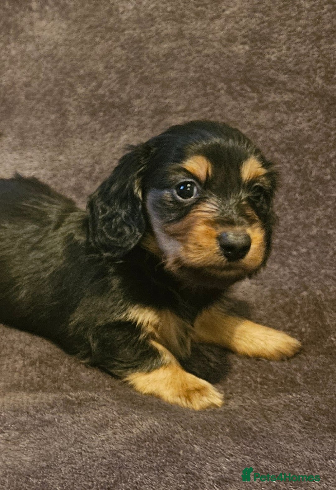 Miniature Dachshund dogs for sale: 3 adorable long hair miniature dachshund boys - Advert 14