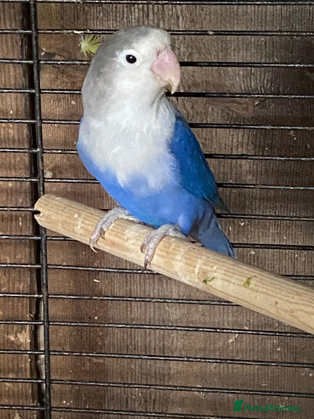 Lovebirds birds for sale: Various lovebirds - Image 2
