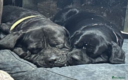 Mixed Breed dogs for sale: Cane Corso Puppies due October - Image 2