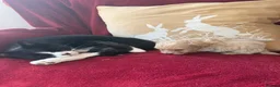 Mixed Breed dogs for sale: RARE STUNNING cute F1 cairn-oodles ❤️🐾 - Advert 21