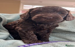 Australian Labradoodle dogs for sale: Pure Australian Labradoodles - READY TO LEAVE  - Image 13