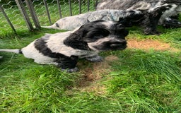 Cocker Spaniel dogs for sale: Show Cocker Spaniel KC reg available on 16 th Sept - Image 3
