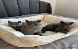 British Shorthair cats for sale: British shorthair kittens - Image 1