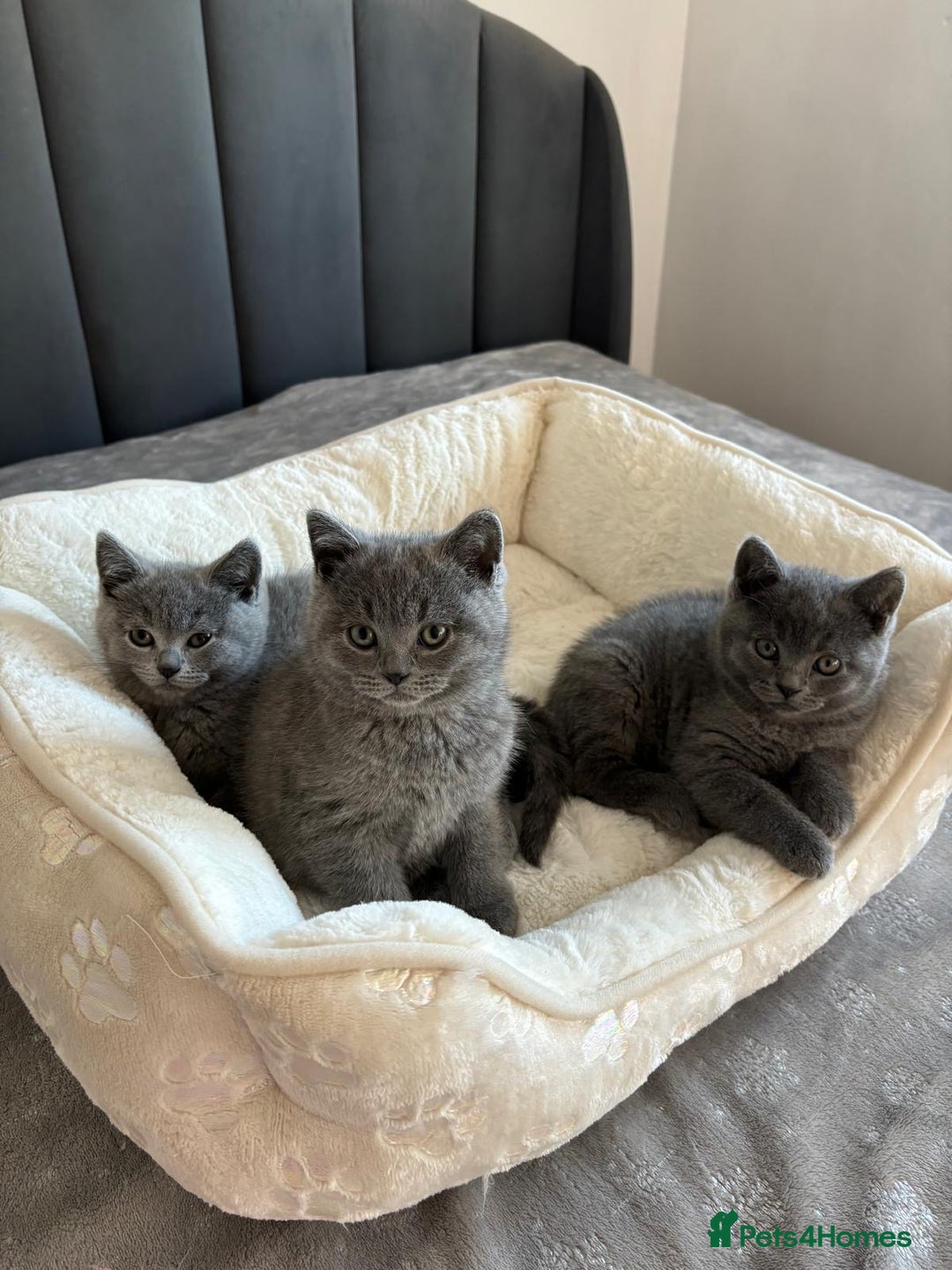 British Shorthair cats for sale: British shorthair kittens - Image 1