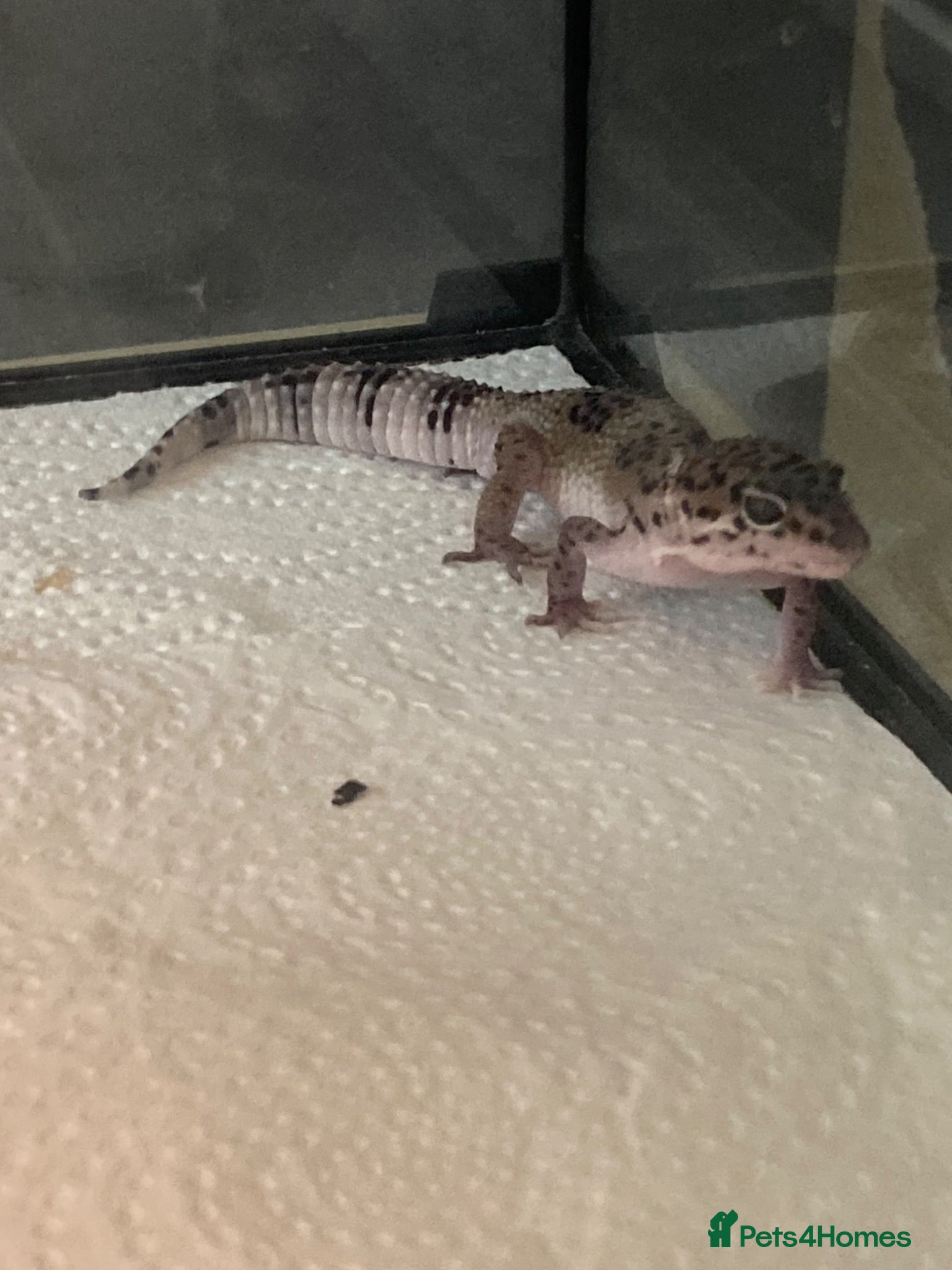 Gecko reptiles Lepard Geckos For Sale  - Advert 13