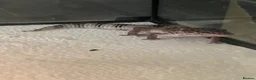 Gecko reptiles for sale: Lepard Geckos For Sale  - Advert 2