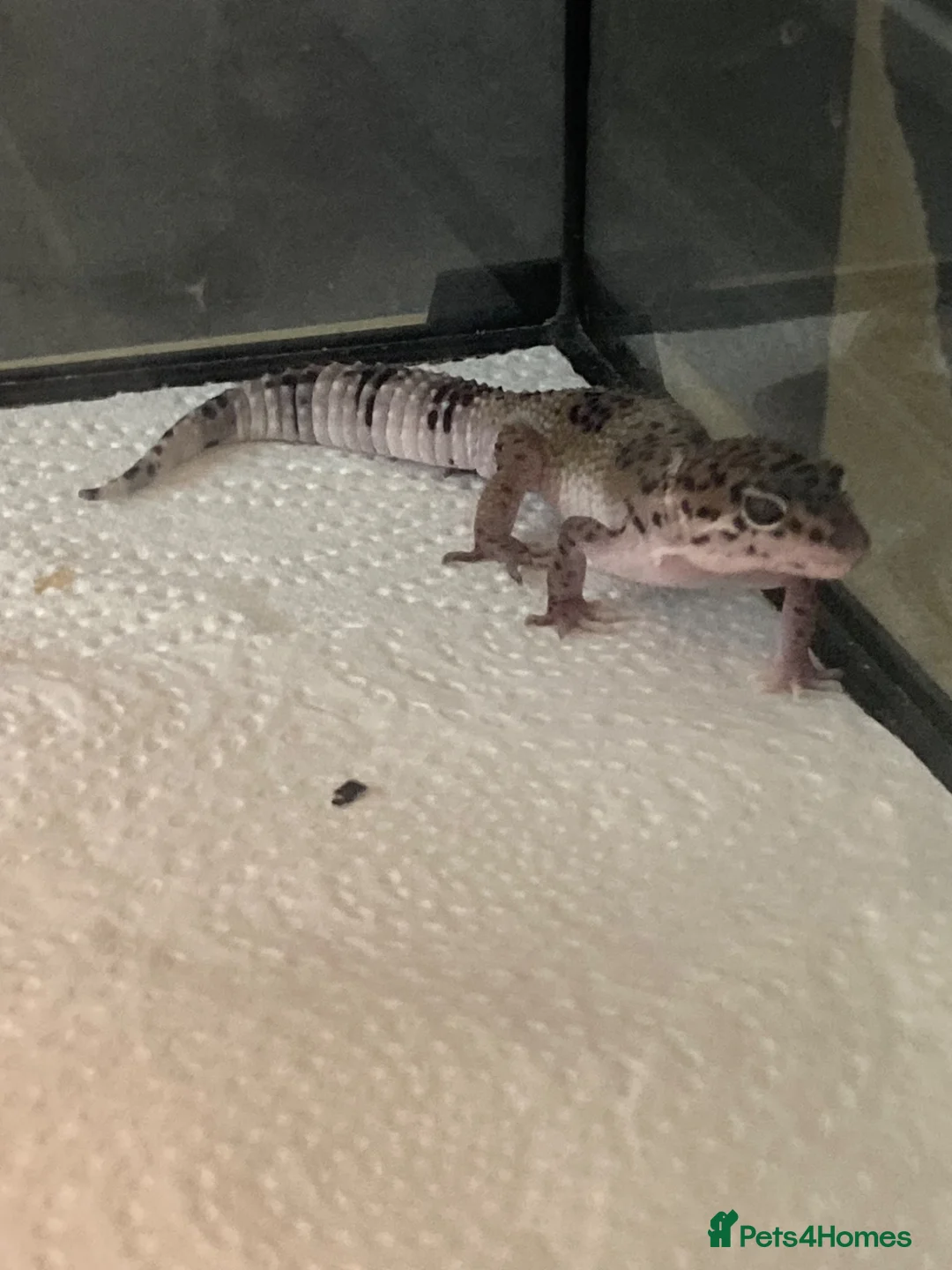 Gecko reptiles for sale: Lepard Geckos For Sale  - Advert 2
