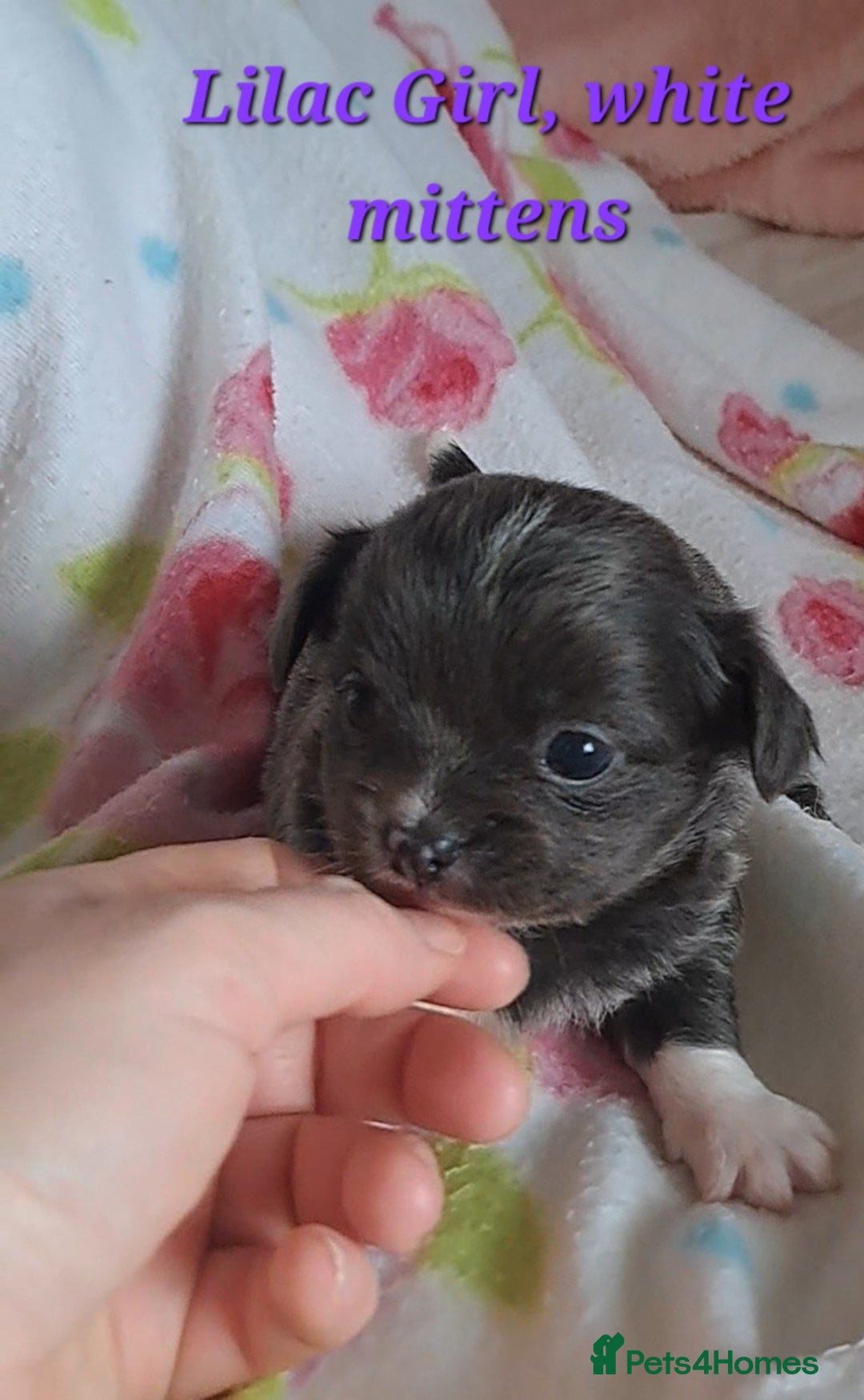 Chihuahua dogs for sale: Long Coat Chihuahua puppies for sale - Advert 19