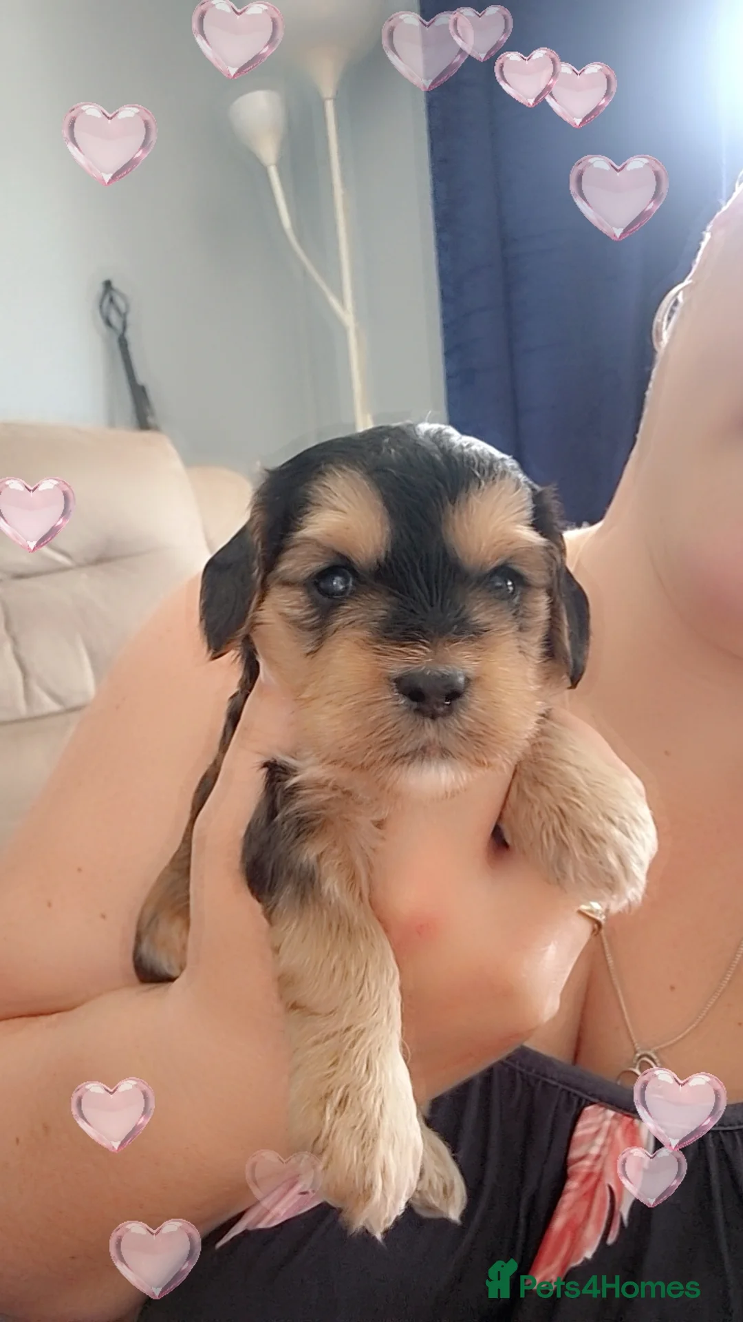 Cockapoo dogs for sale: 6 beautiful cockapoo puppies - Advert 9