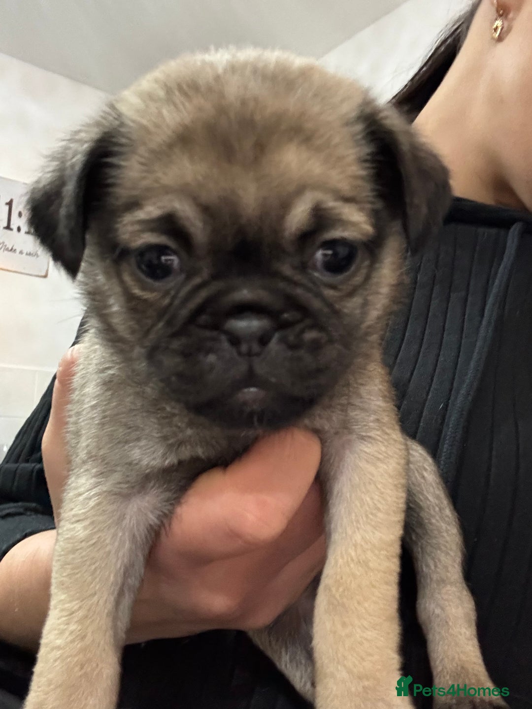 Pug dogs for sale: Beautiful Girl Pug - Advert 4