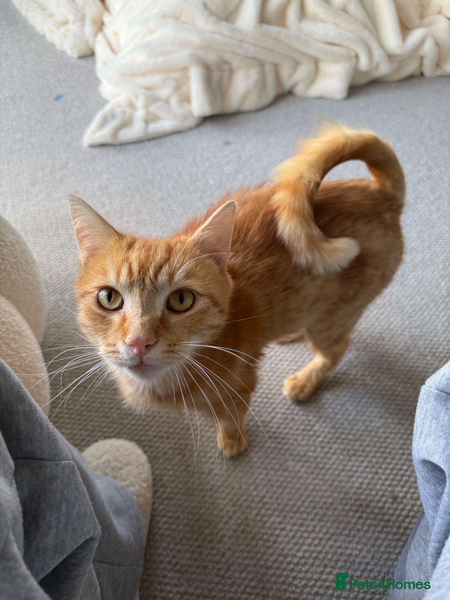 Domestic Shorthair cats 🐾 Hercules – Looking for His Forever Home 🐾  - Advert 1