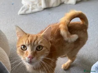 Domestic Shorthair cats 🐾 Hercules – Looking for His Forever Home 🐾 - Advert 1