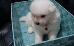 Samoyed dogs for sale: Bundle of joy and fluff - Image 3