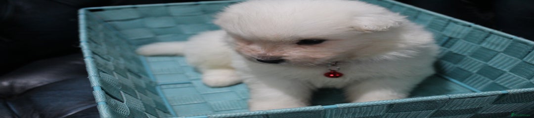 Samoyed Puppy red