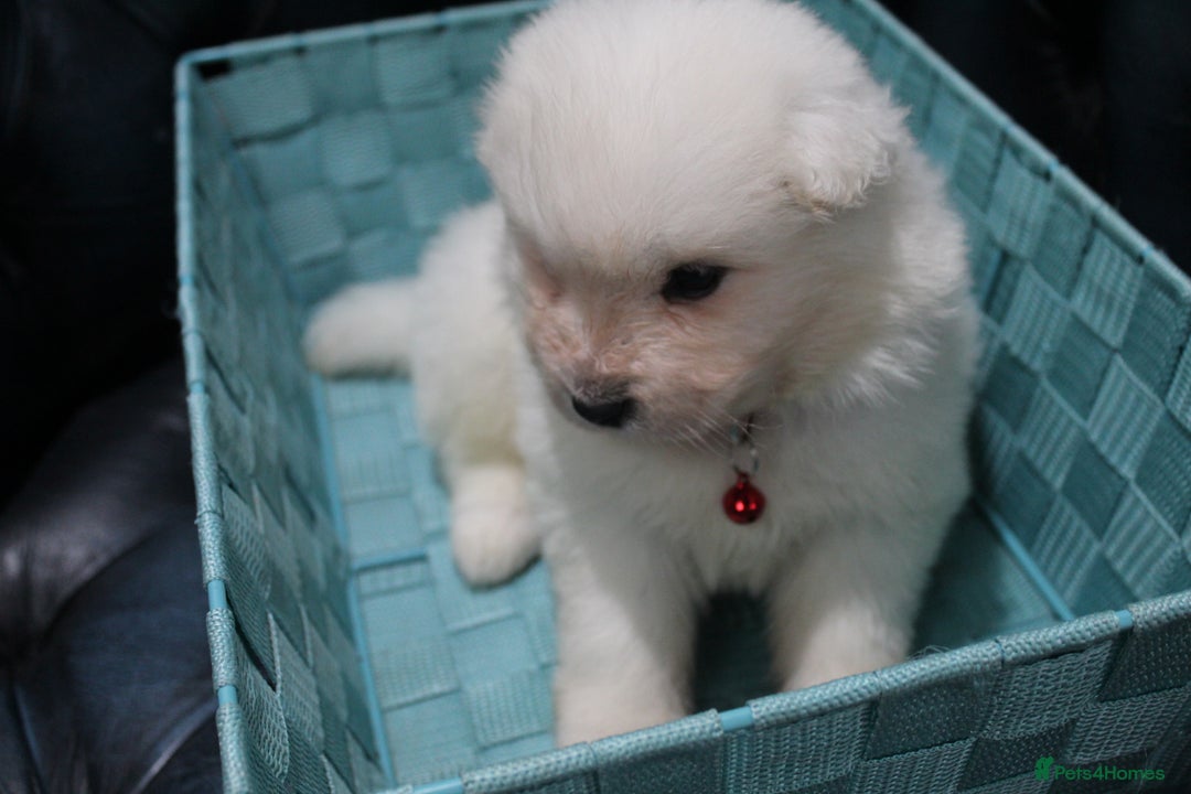 Samoyed dogs for sale: Bundle of joy and fluff - Image 3