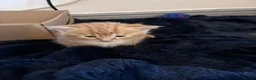 British Shorthair cats for sale: 4 Adorable kittens for sale  - Advert 5