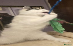 Siberian cats for sale: Beuatiful Siberian Male Kitten  - Image 18