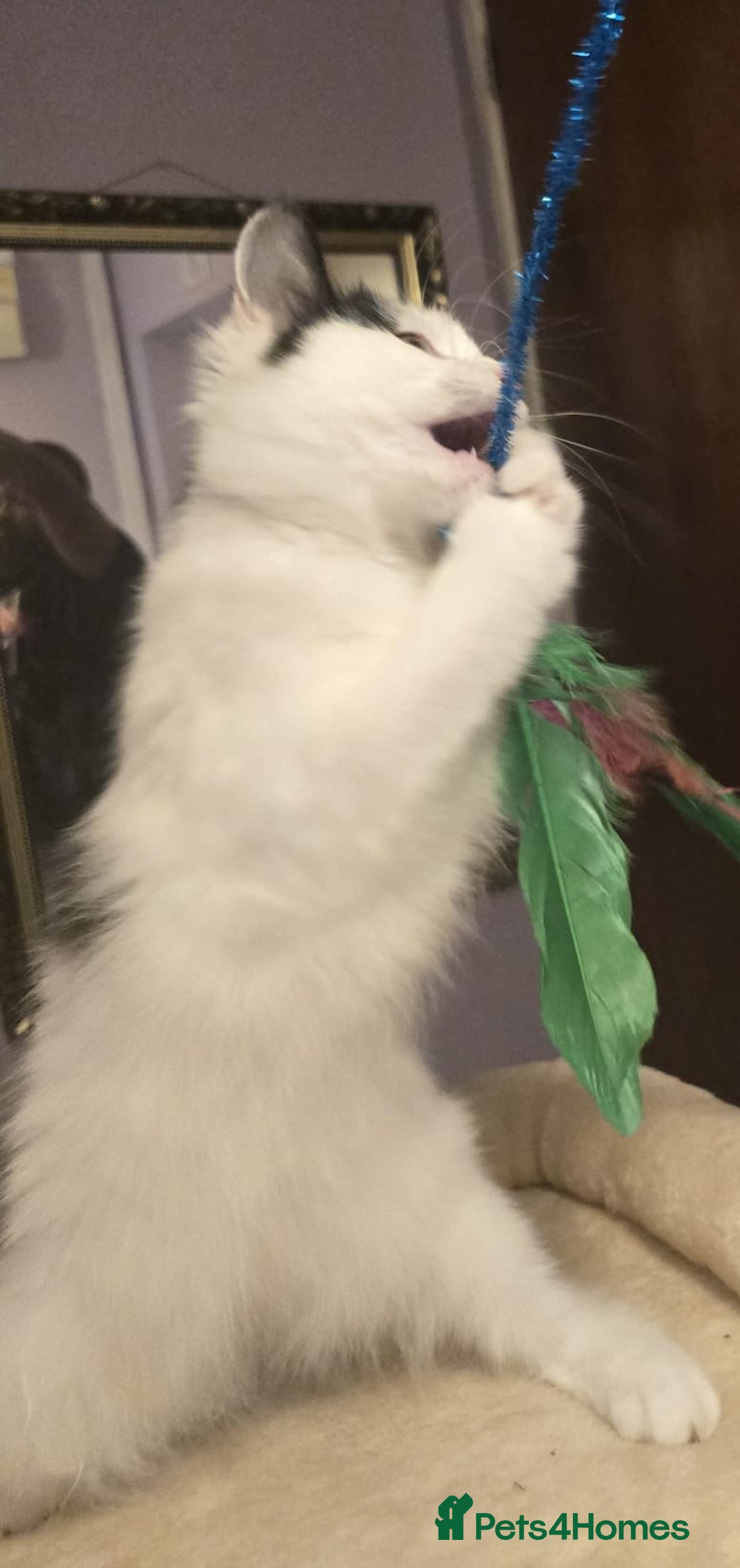 Siberian cats for sale: Beuatiful Siberian Male Kitten  - Image 18