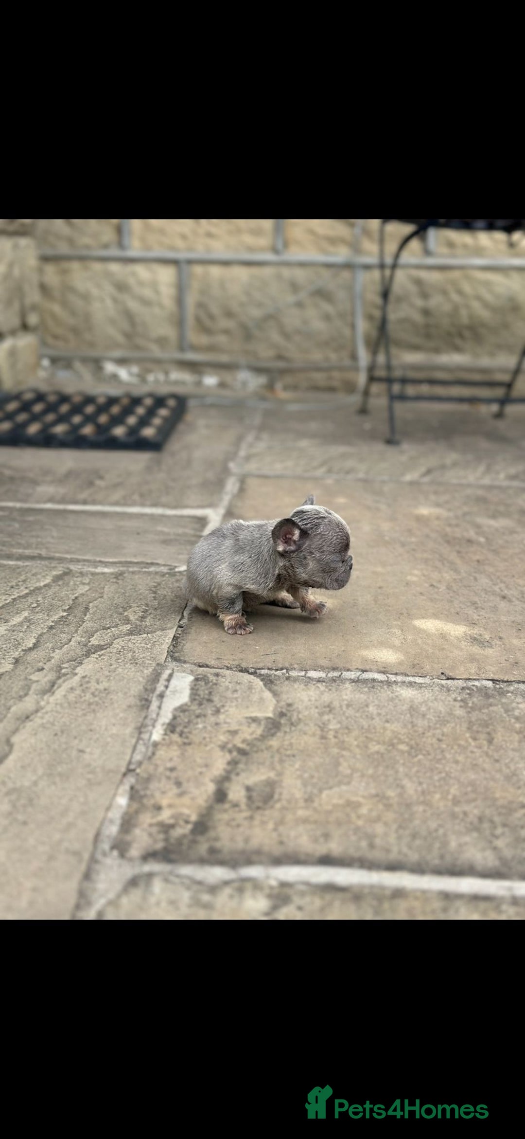 French Bulldog dogs for sale: Miniature French bulldogs carry fluffy  - Image 7