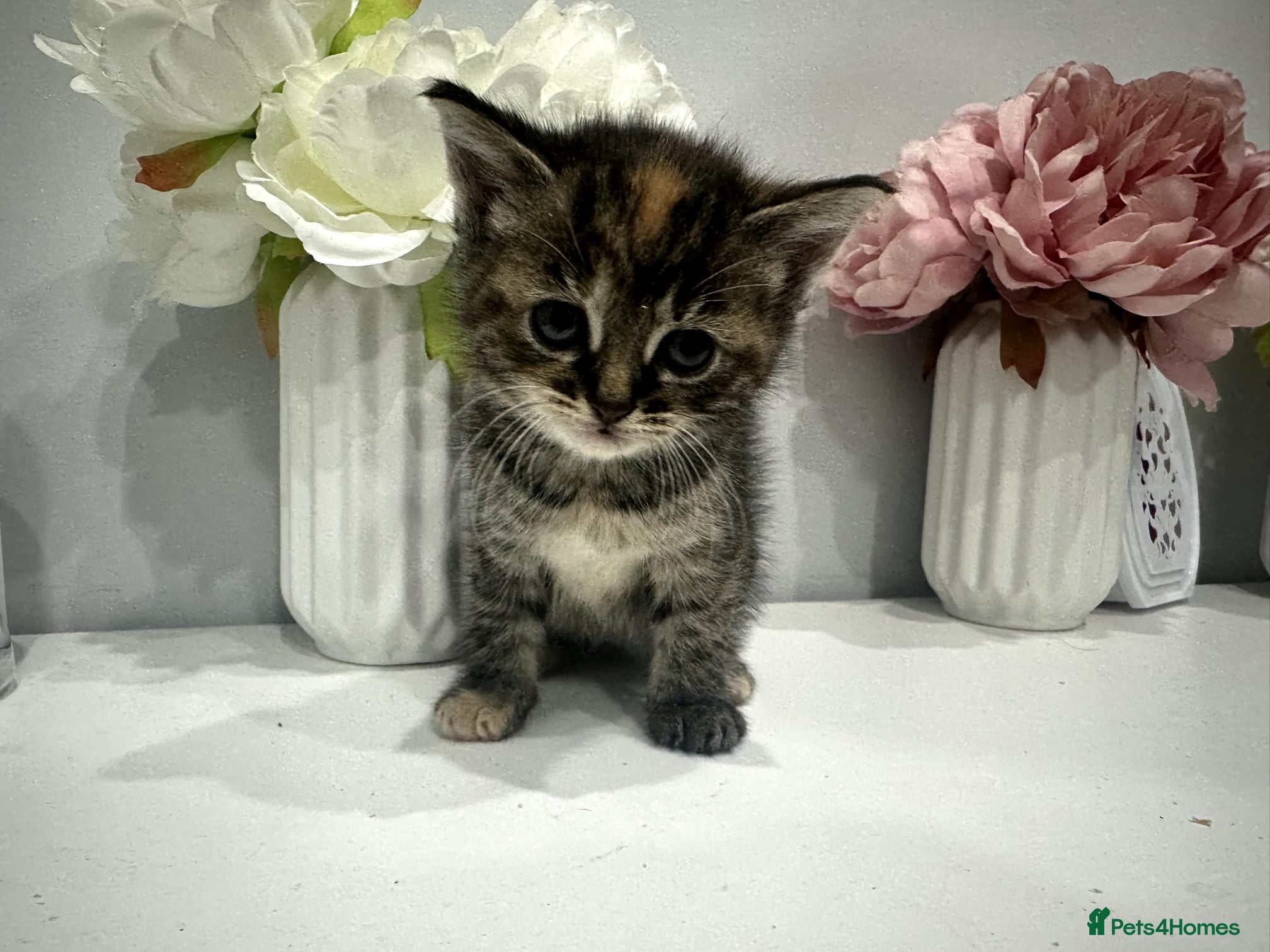 American Shorthair cats 3 kittens 1 male 2 female - Advert 2