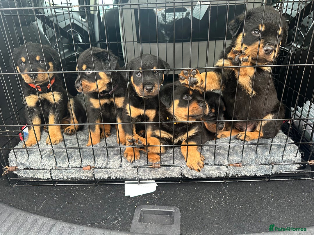 Rottweiler dogs for sale: Rottweiler puppies  - Advert 7