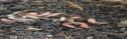 Millipedes invertebrates for sale: Red Fire Millipedes  - Advert 6