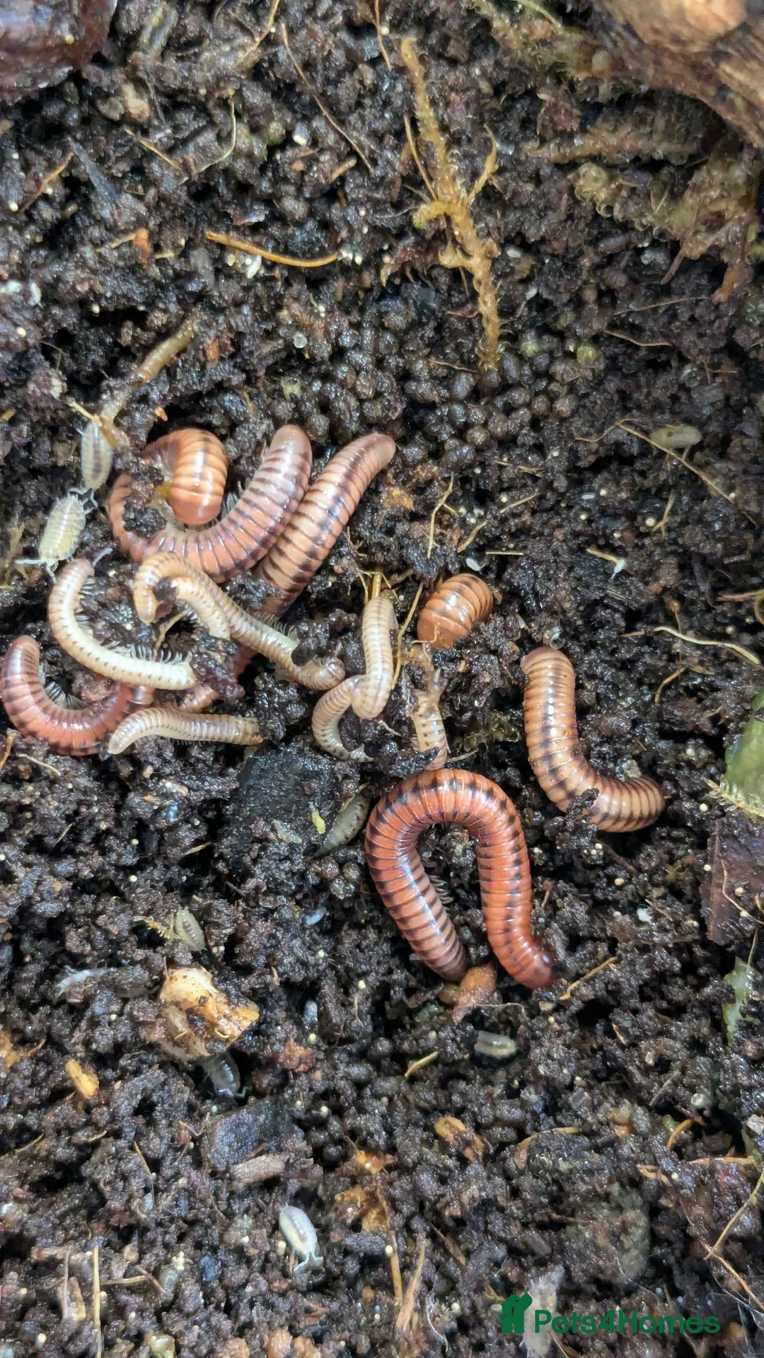 Millipedes invertebrates for sale: Red Fire Millipedes  - Advert 6