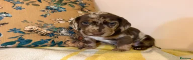 Mixed Breed 2