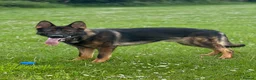 German Shepherd dogs for sale: Stunning German Shepherd boy - Advert 3
