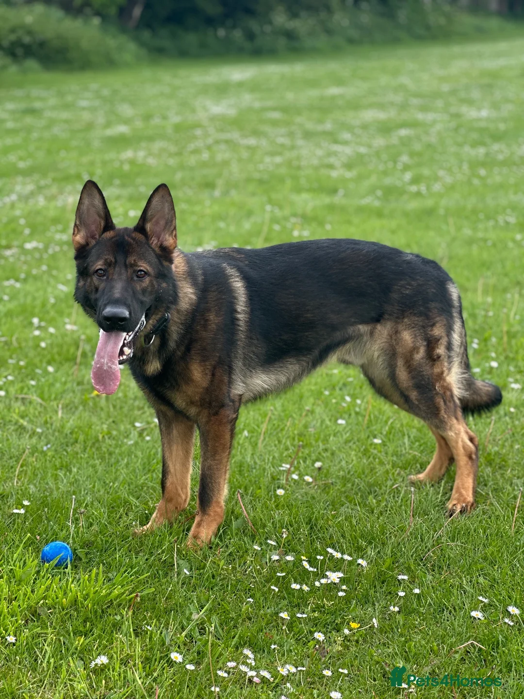 German Shepherd dogs for sale: Stunning German Shepherd boy - Advert 3