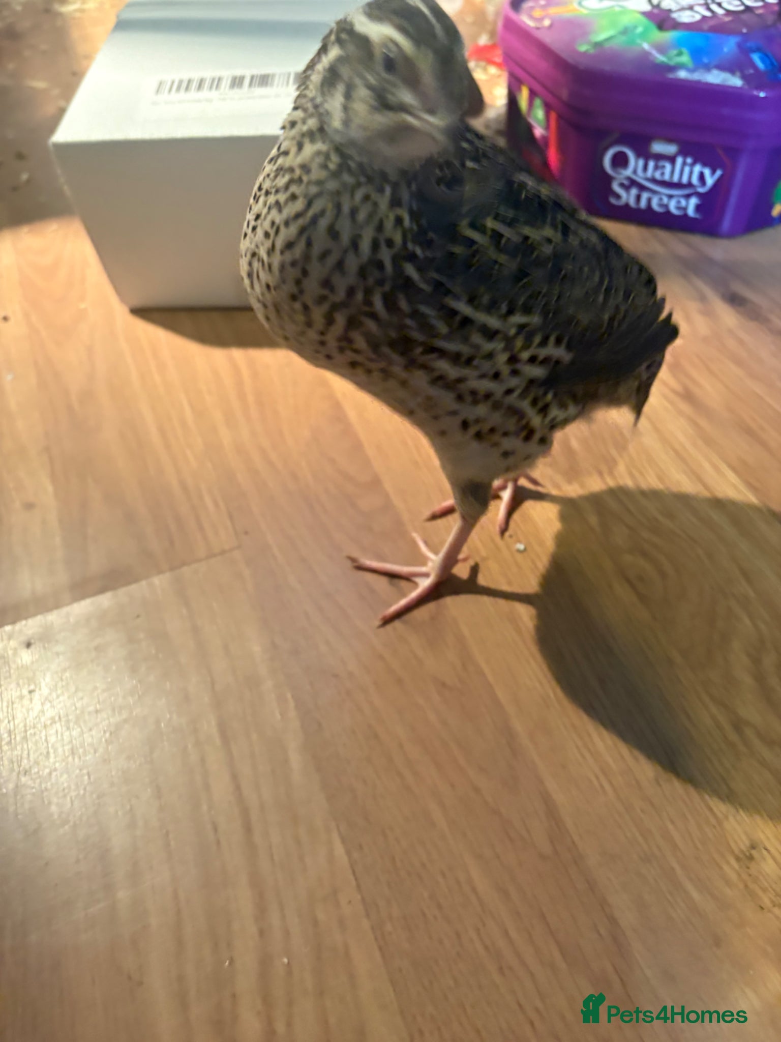Quail poultry for sale: 2 female quail  - Advert 4