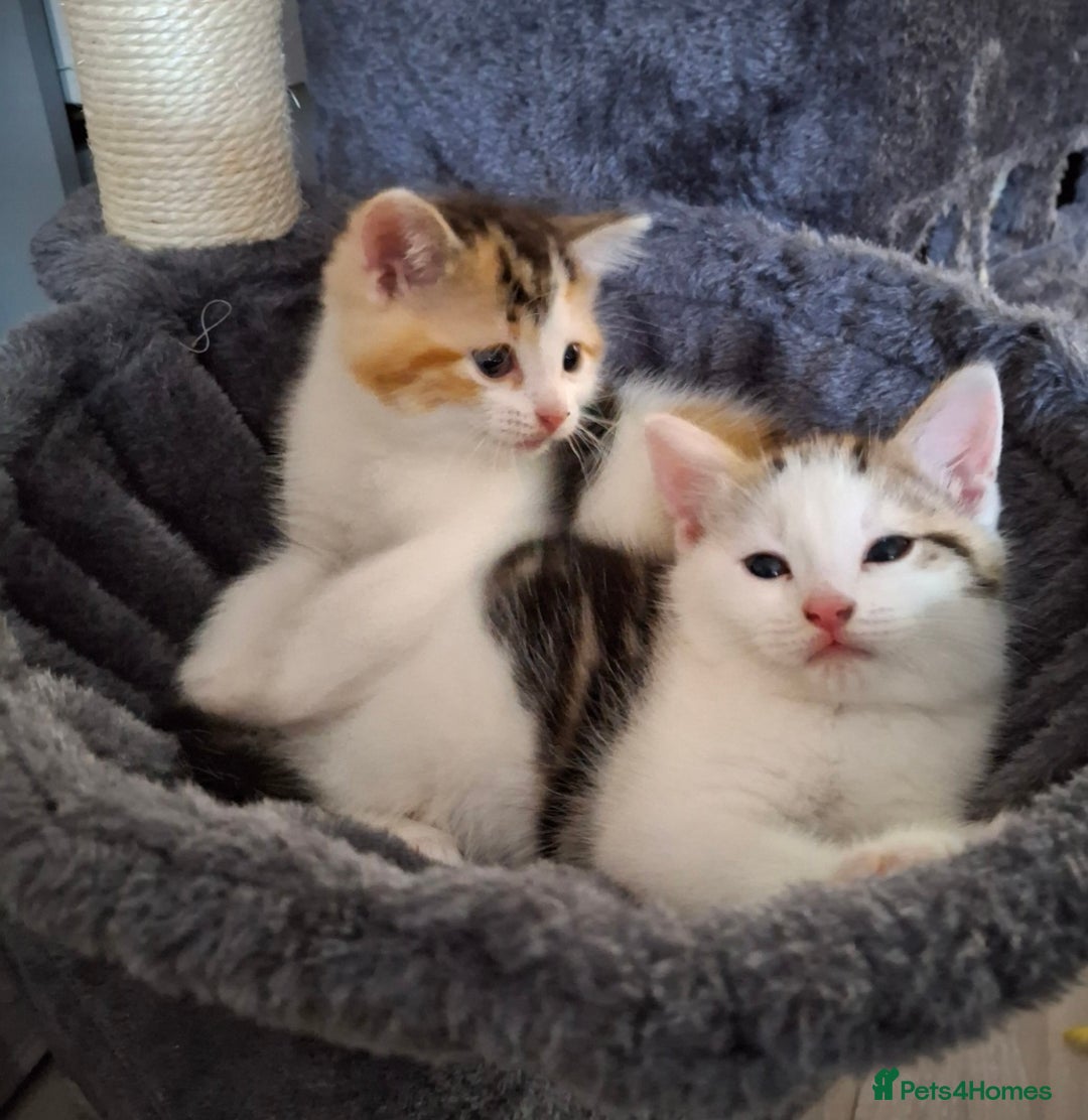 Mixed Breed cats for sale: 3 Adorable Fluffy Kittens - Image 25