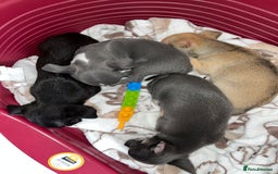 Chihuahua dogs for sale: Pure bred Chihuahua puppies - Image 20