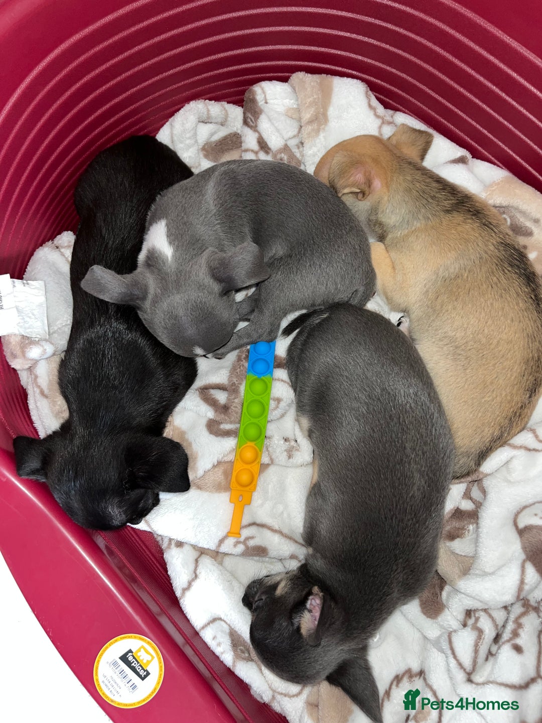 Chihuahua dogs for sale: Pure bred Chihuahua puppies - Image 20