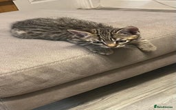 Mixed Breed cats for sale: Tabby kittens  - Image 6