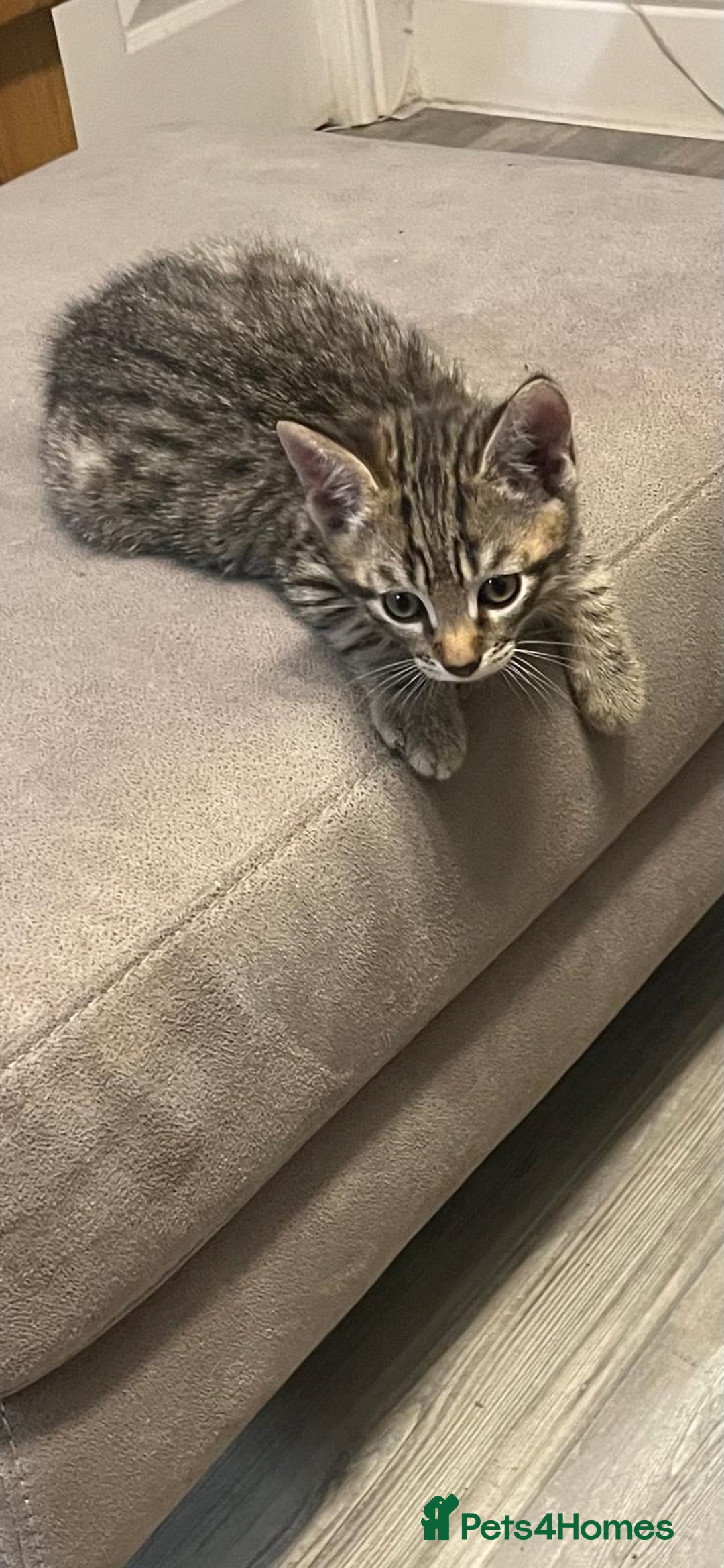 Mixed Breed cats for sale: Tabby kittens  - Image 6
