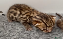 Bengal cats for sale: Exceptional show quality Brown TICA registered 🥰 - Image 18