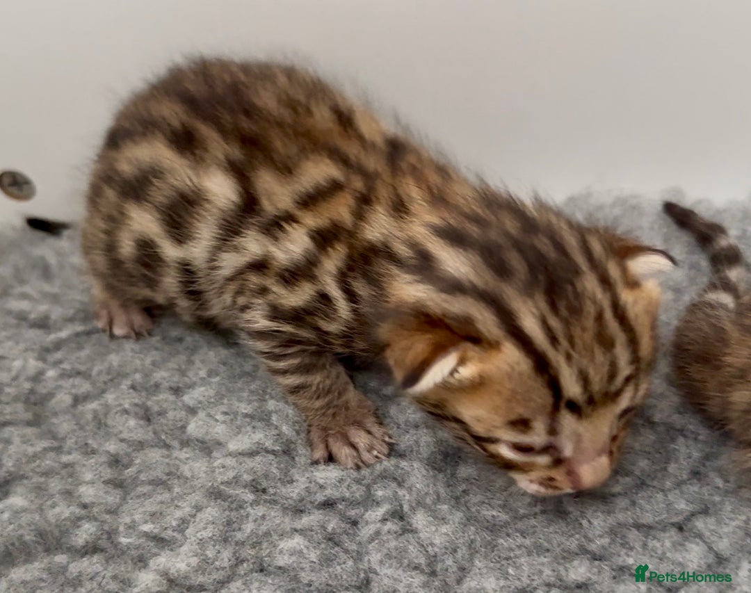 Bengal cats for sale: Exceptional show quality Brown TICA registered 🥰 - Image 18